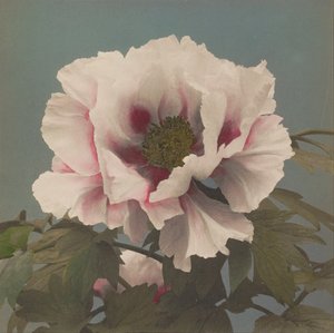 Árvore peony